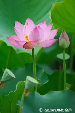 莲花图片_图片大全