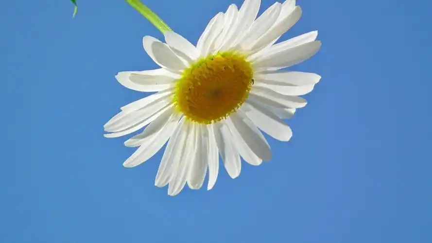 蓝天下的白色小雏菊动态壁纸- 5k壁纸,小雏菊壁纸,小清新动态壁纸,mac
