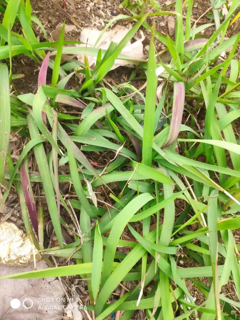 毛芽,谁的童年里没有它?  今天,在河边游玩.