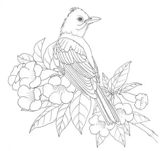 100种鸟类的线描稿,收藏!_国画微学堂_零二七艺考