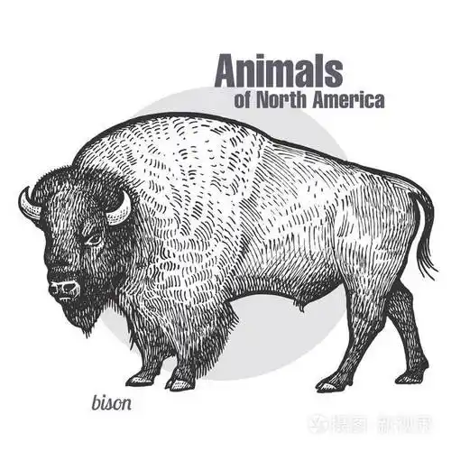 野牛 野生动物的手绘. 北美系列动物. 老式雕刻风格. 矢量插图艺术.