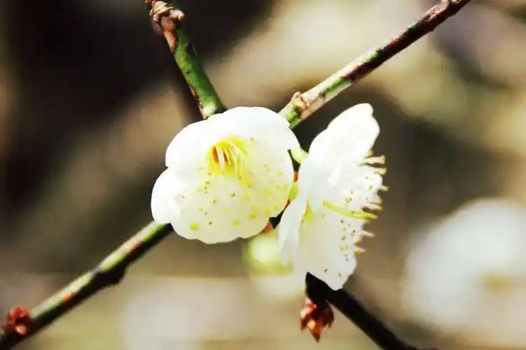 休宁"赏梅天花板"推荐_梅花_古梅_漫山遍野