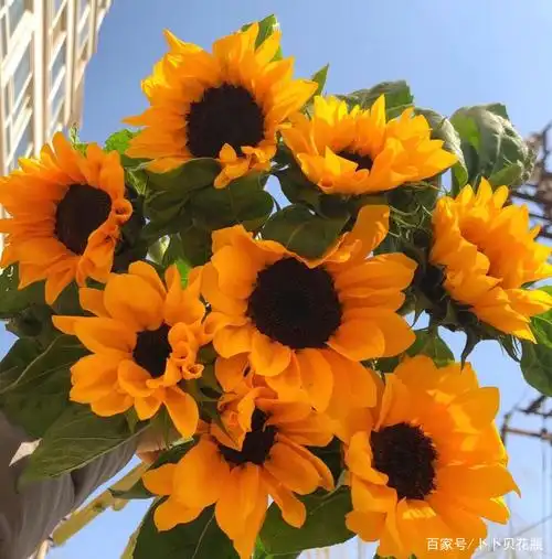2021年向日葵图片唯美,向日葵花图片欣赏大全