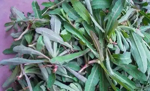 曲曲菜曲曲芽酷似苦菜,茎叶及根有苦味,含有丰富的维生素,铁,氨基酸等