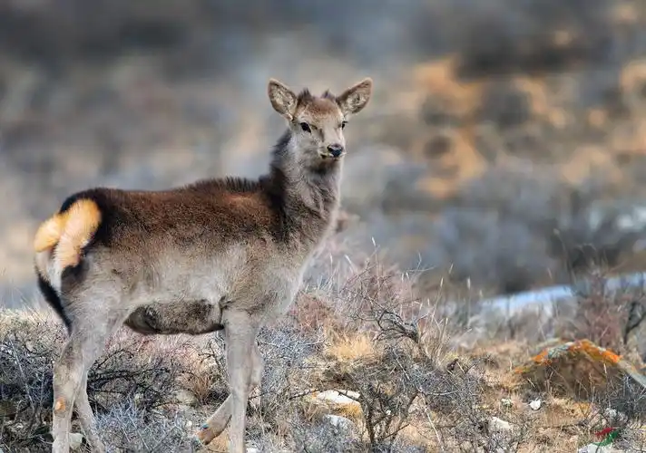 萌态可掬的野生马鹿小兄弟贺图五获首页精华
