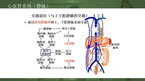 6心血管系统静脉3