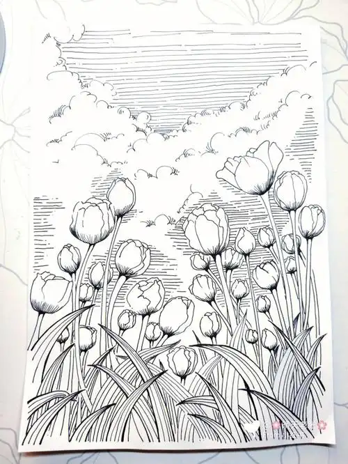 黑白插画送你一片郁金香花海