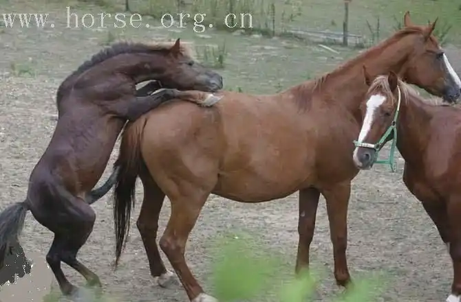 上司约我去玩马交 - 盲侠 - 盲侠