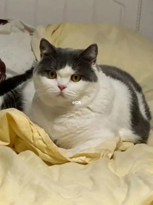 来围观一只16斤的胖子(英短蓝白)