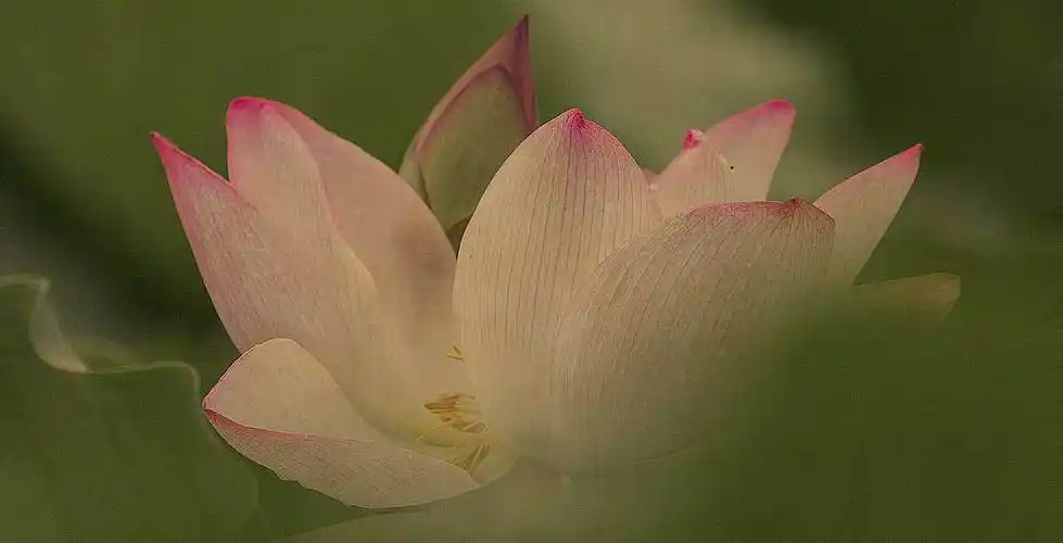 阿弥陀佛莲花开