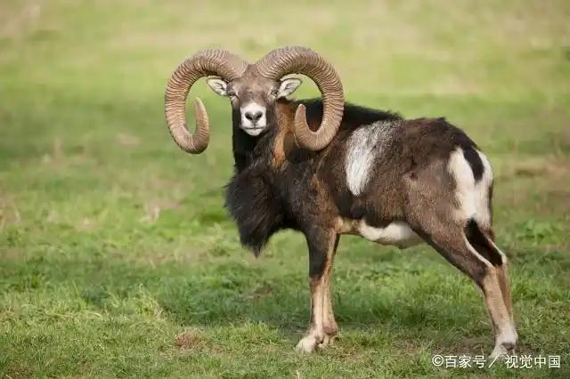 盘羊的生活习性,你有兴趣了解它么?