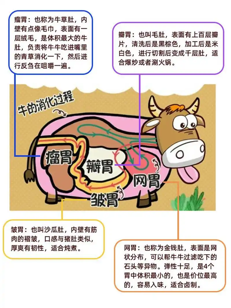 这整个过程,牛的四个胃各司其职,保证牛牛能充分吸收食物的营养.
