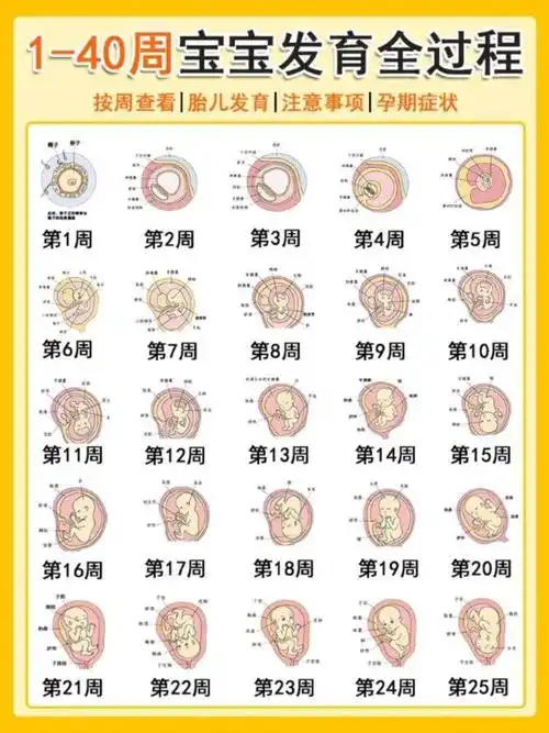 1到40周宝宝发育全图,新手妈妈了解起来.