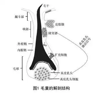 毛囊的结构