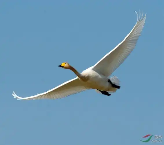 大天鹅飞姿