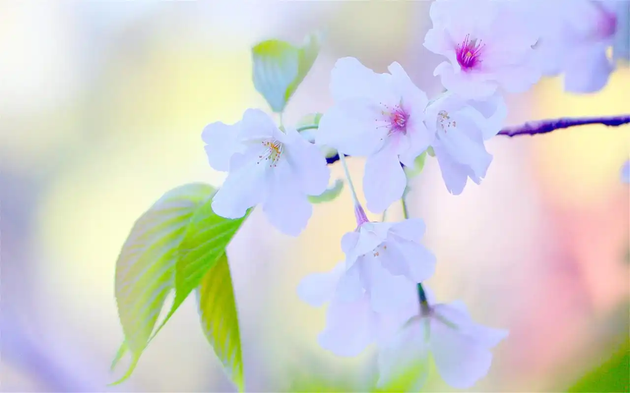 初春唯美桃花桌面壁纸