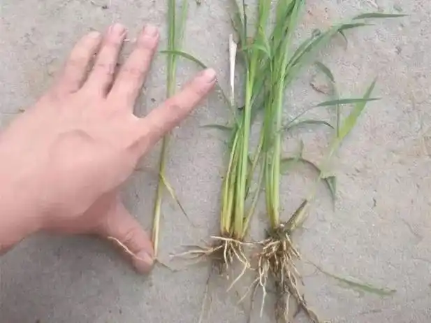 杂草图册26种阔叶杂草11种尖叶杂草