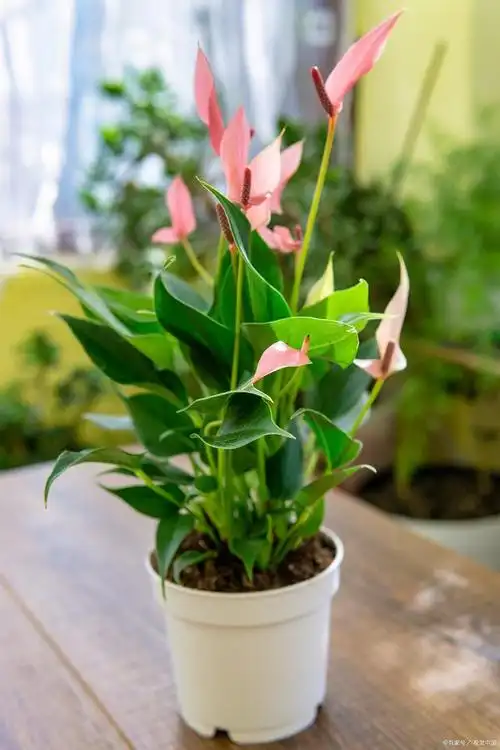 一帆风顺花的摆放技巧,让你的家更温馨!_农林知识_中睿百科网