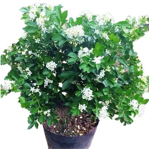 九里香盆栽带花绿植七里香树苗室内庭院花卉驱蚊绿植阳台当年开花