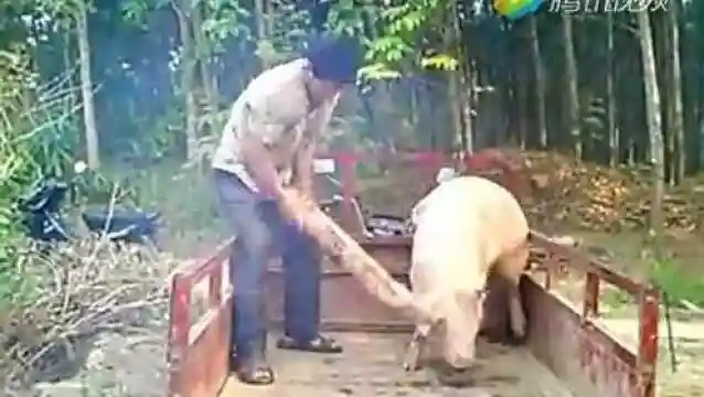 三轮车上敲猪_腾讯视频