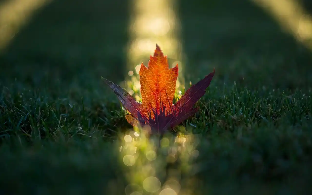 槿色凉秋唯美枫叶图片电脑高清壁纸下载