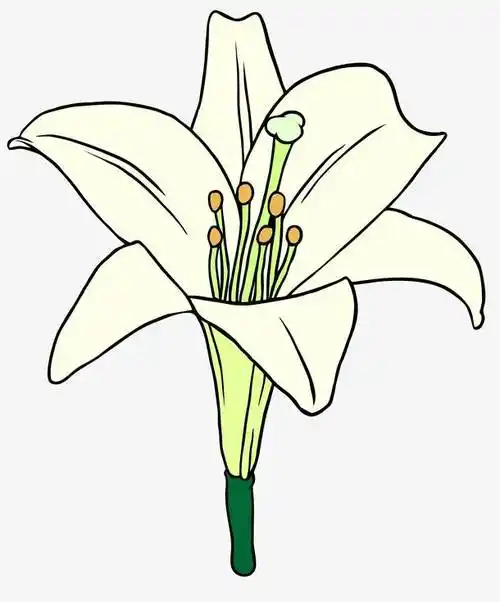 百合花简笔画 百合花简笔画带颜色