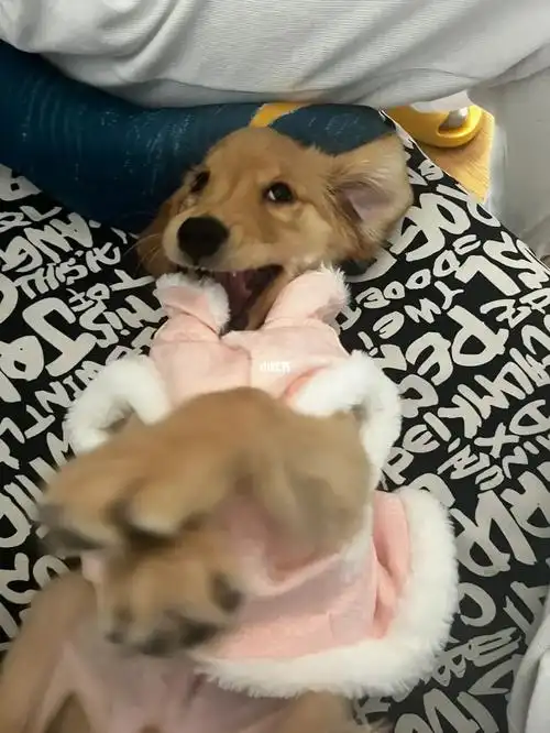 小鸡毛  #金毛幼犬  他好像很爱自己的新衣服,女装大佬狗