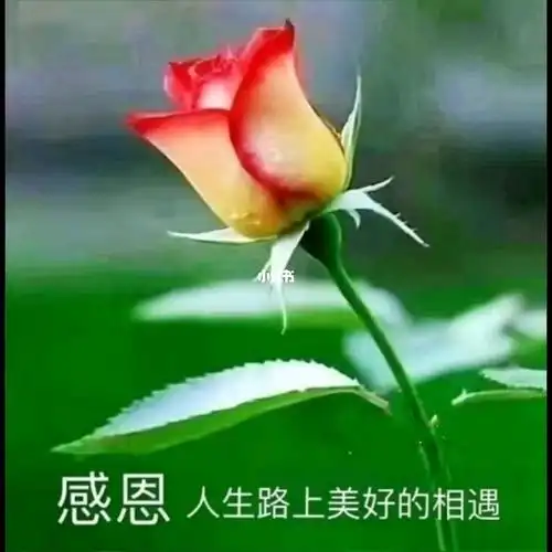 感恩人生路上美好的相遇