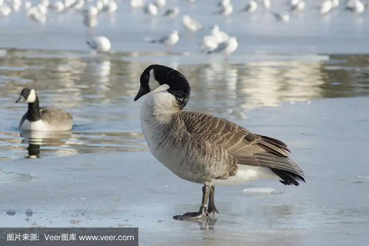 加拿大黑雁,自然,野生动物,水平画幅,无人