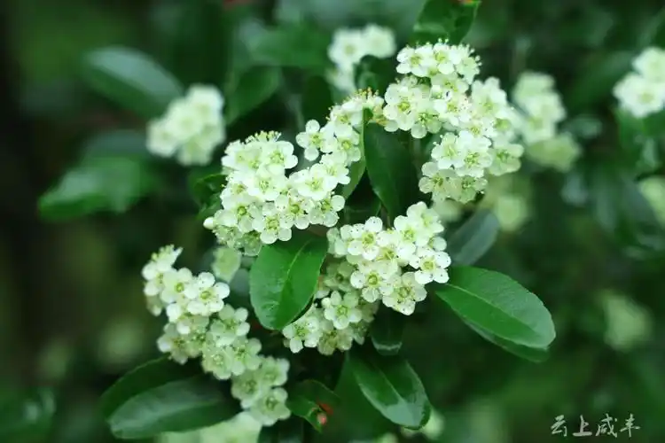 组图火棘花开醉人心扉