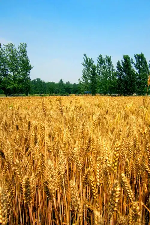 麦田-堆糖,美好生活研究所