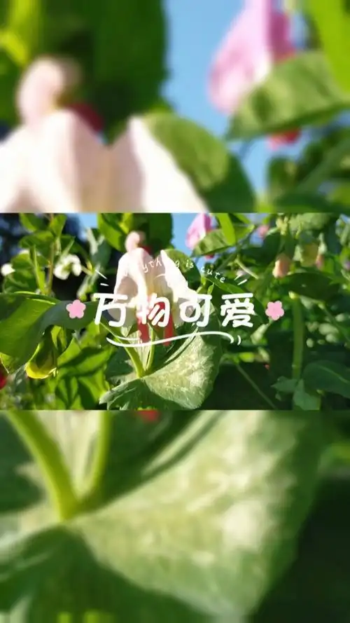 万物皆可爱