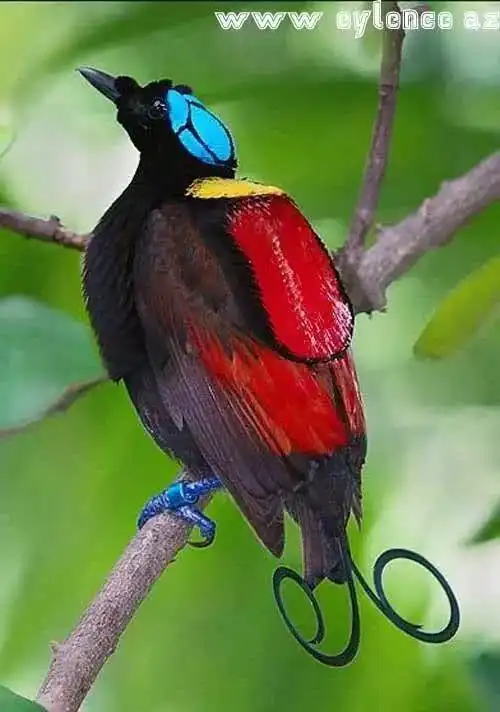 世界上最漂亮的鸟是什么鸟,最漂亮最简单的鸟