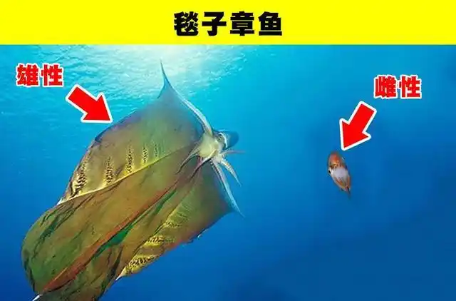 僧帽水母的毒性究竟有多强它有天敌吗