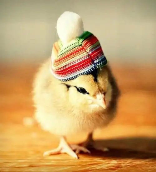 【拍砖】动物世界之卖萌的小鸡鸡,可爱至极.-动物搞笑-搞笑图片-笑话