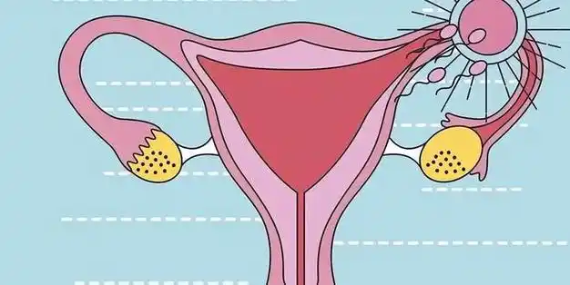 揭秘中国女性子宫的真相让你彻底了解