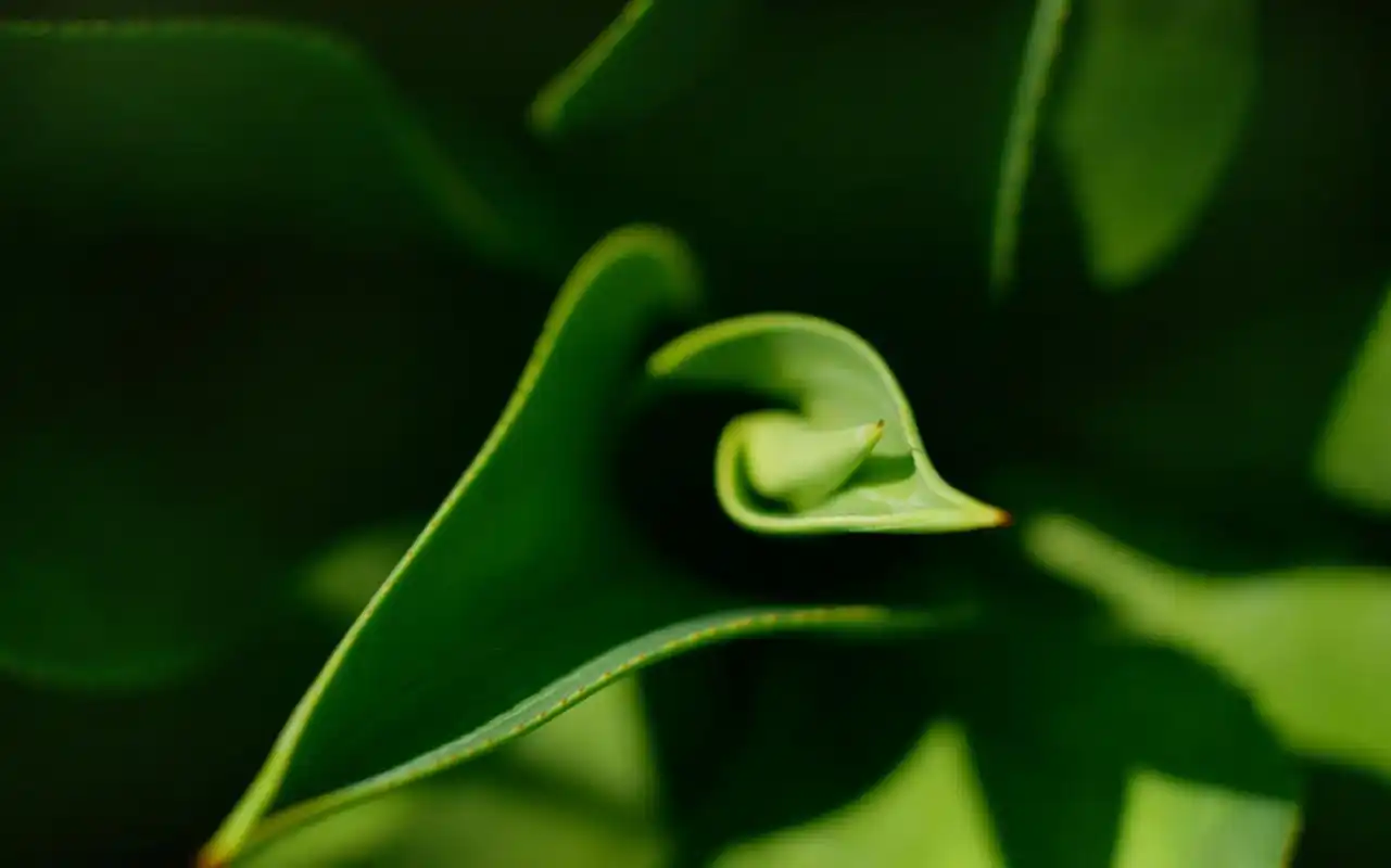 小清新养眼植物嫩芽唯美高清壁纸