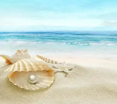 大海,贝壳,沙滩,壁纸