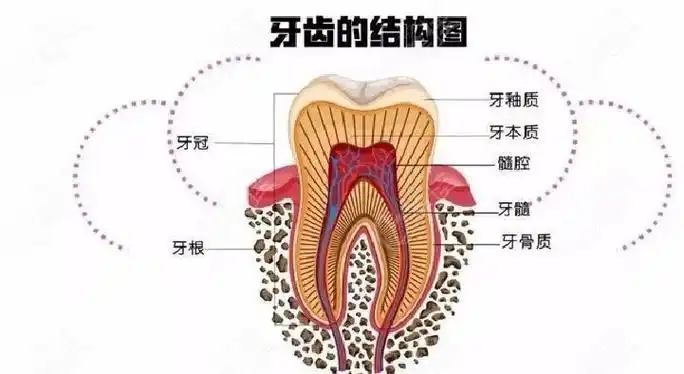 来看看牙齿的结构图吧
