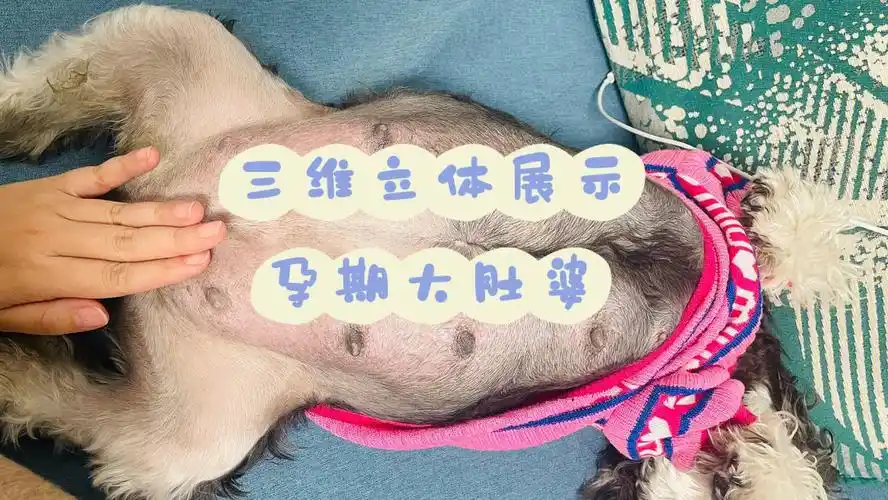 怀孕狗狗晚期的一些变化5160天