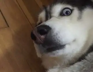 我朋友家也有一只哈士奇,像这种狗,它的破坏力真的是不容小觑的.