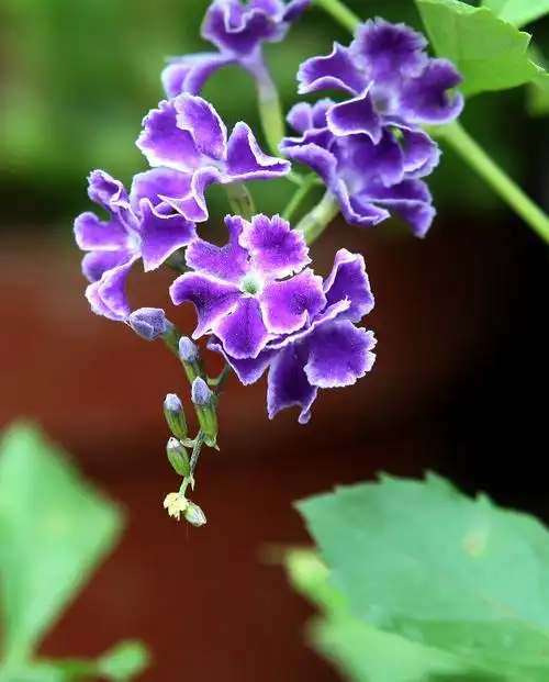 小白兔特写专辑 - 作品交流 - 佳友在线摄影网