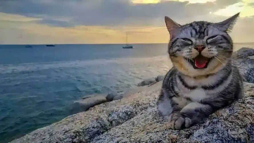 原创动物们萌死人的微笑工作之余来吸一下绝对不是划水