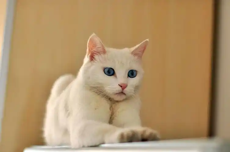 几张小猫咪的照片