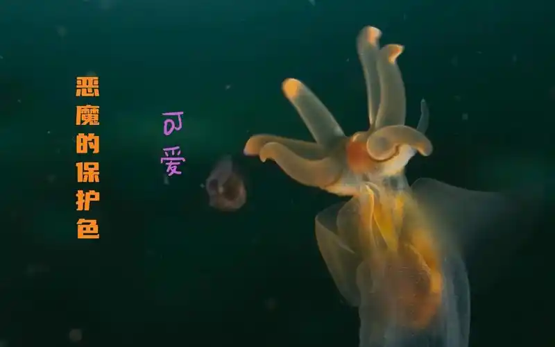 【海天使】集可爱与恶魔于一身