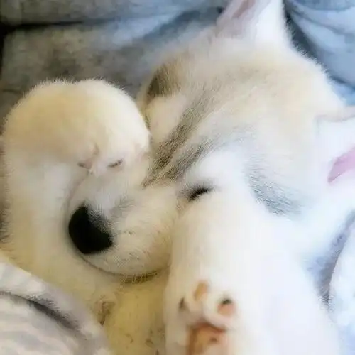 岛国的小奶狗iroha软萌软萌的一只汪吸一口