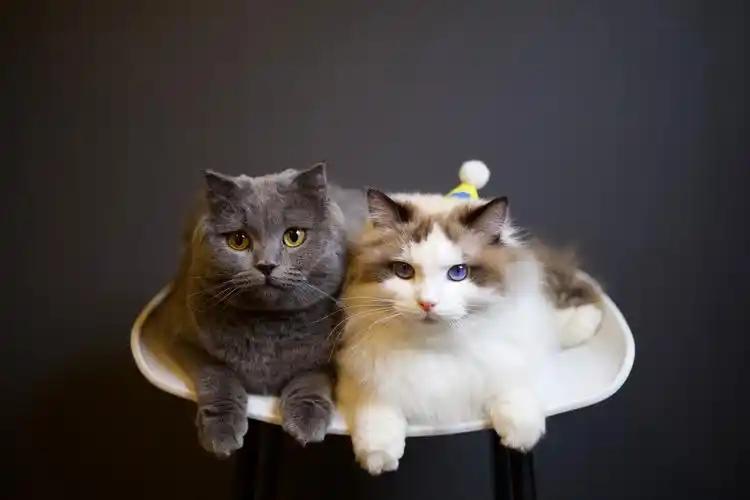 这就是陪伴的样子吧布偶猫蓝猫可爱的日常