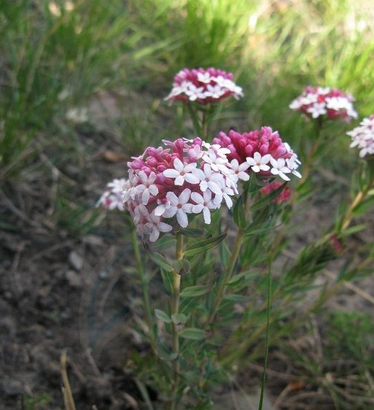 狼毒的功效与作用狼毒的功效与作用狼毒功效与作用
