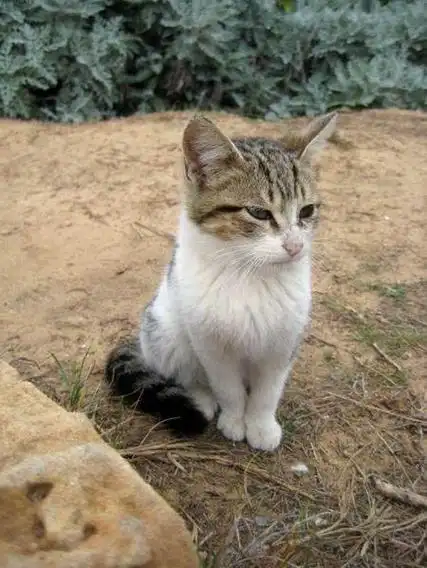 你真的了解中国的土猫吗?相信八成的人都不够了解