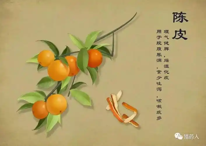 常用中药手绘高清美图